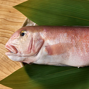 鯛